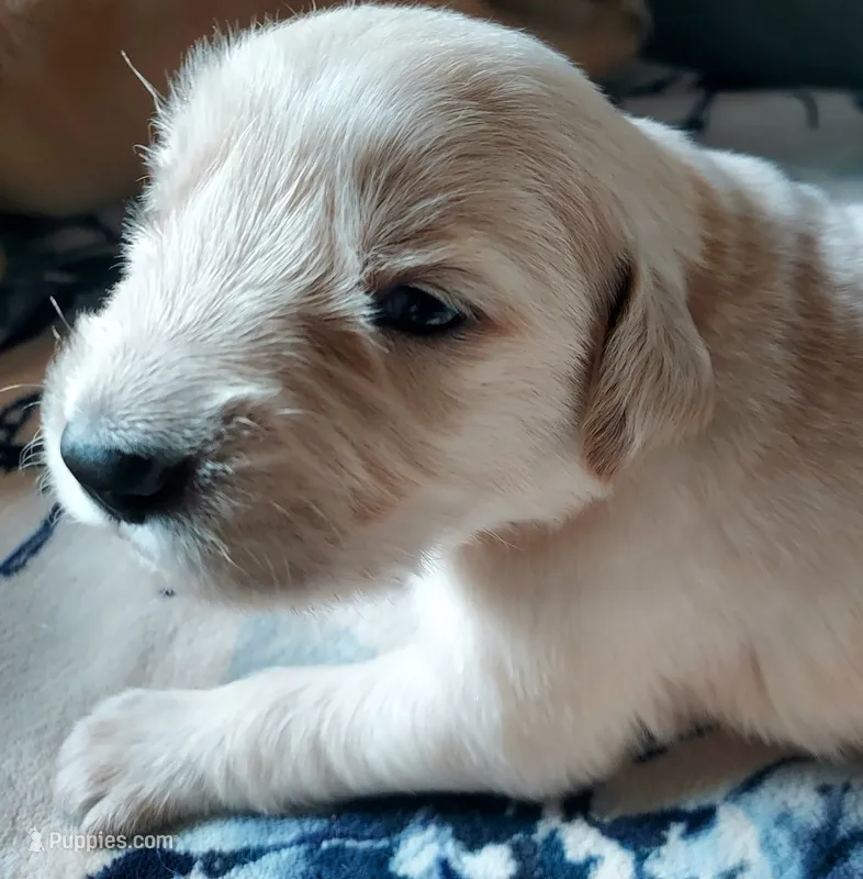 George Washington – Golden Retriever puppy for sale in Grant, MI