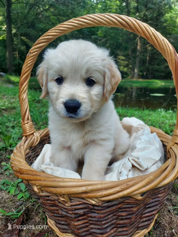 John – Golden Retriever puppy for sale in Grant, MI