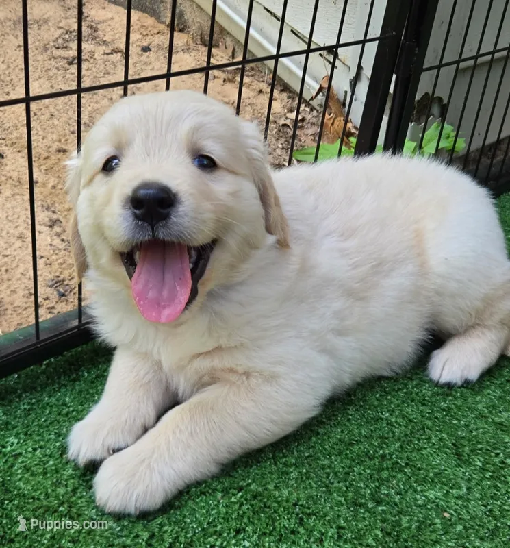 John  – Golden Retriever puppy for sale in Grant, MI