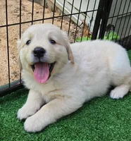 John , a male Golden Retriever for sale in Grant, MI – 1 of 1