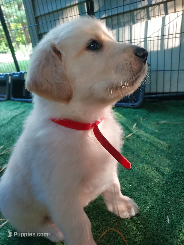 Paul Revere – Golden Retriever puppy for sale in Grant, MI