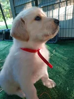 Paul Revere, a male Golden Retriever for sale in Grant, MI – 1 of 1
