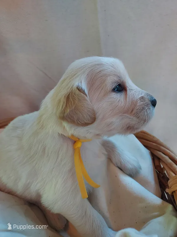 Betsy Ross – Golden Retriever puppy for sale in Grant, MI
