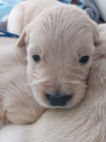 Happy Bass Goldens, a female Golden Retriever for sale in Grant, MI – 1 of 1
