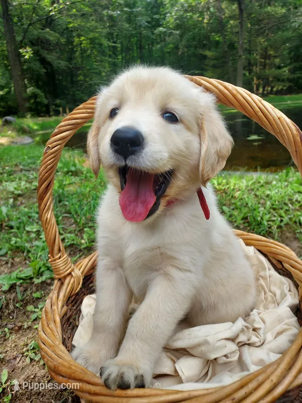 Paul Revere – Golden Retriever puppy for sale in Grant, MI