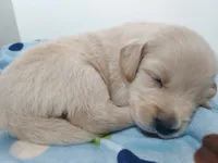 Abigail Adams, a female Golden Retriever for sale in Grant, MI – 1 of 1