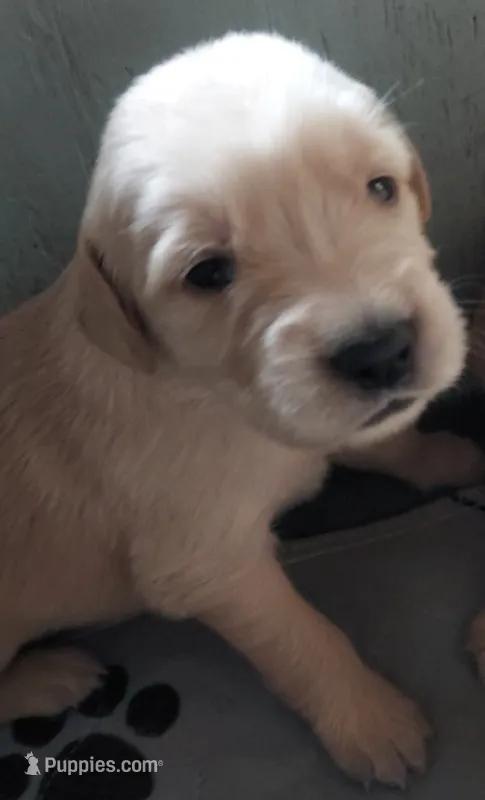 Martha Washington  – Golden Retriever puppy for sale in Grant, MI