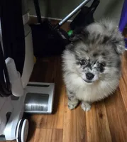 Theo, a male Pomeranian for sale in Cleburne, TX – Photo 2 of 2