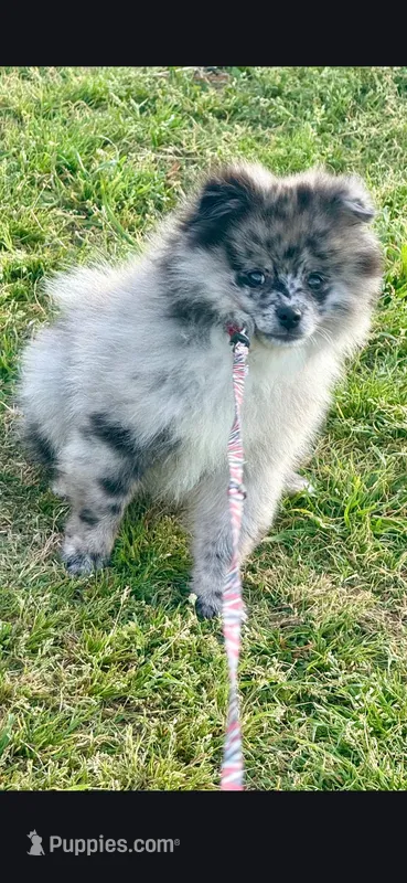 Theo – Pomeranian puppy for sale in Cleburne, TX