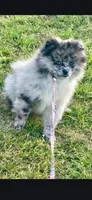 Theo, a male Pomeranian for sale in Cleburne, TX – Photo 1 of 2