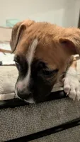 Cute face 😍, a female American Bulldog for sale in Saint Petersburg, FL – 6 of 8