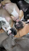 Cute face 😍, a female American Bulldog for sale in Saint Petersburg, FL – 3 of 8