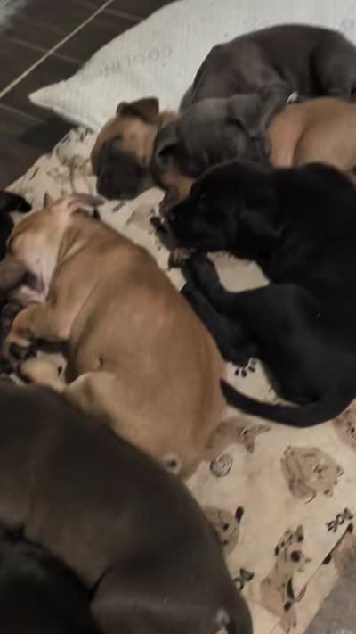 Cute face 😍, a female American Bulldog for sale in Saint Petersburg, FL – 4 of 8