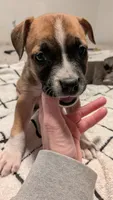 Cute face 😍, a female American Bulldog for sale in Saint Petersburg, FL – 8 of 8