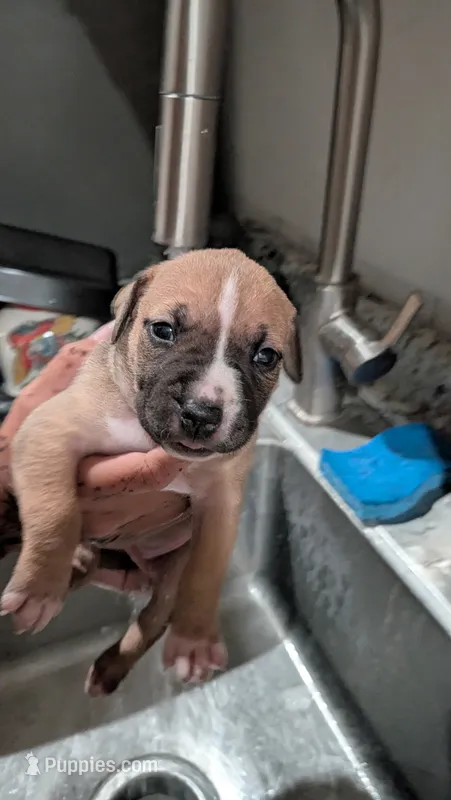 Cute face 😍 – American Bulldog puppy for sale in Saint Petersburg, FL