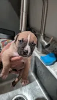 Cute face 😍, a female American Bulldog for sale in Saint Petersburg, FL – 1 of 8