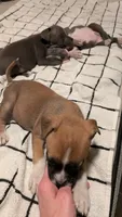 Cute face 😍, a female American Bulldog for sale in Saint Petersburg, FL – 7 of 8