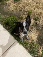 Daisy , a female Miniature Aussiedoodle for sale in Washington Navy Yard, DC – Photo 1 of 2
