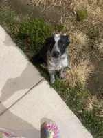 Daisy , a female Miniature Aussiedoodle for sale in Washington Navy Yard, DC – Photo 2 of 2