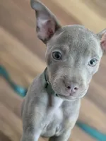 Isabelle, a female French Bulldog and Miniature Pinscher for sale in Glastonbury, CT – 3 of 4