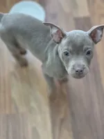 Isabelle, a female French Bulldog and Miniature Pinscher for sale in Glastonbury, CT – 2 of 4