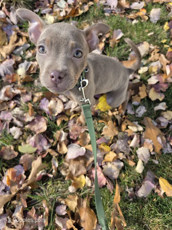 Isabelle – French Bulldog, Miniature Pinscher puppy for sale in Glastonbury, CT