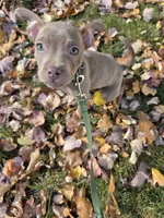 Isabelle, a female French Bulldog and Miniature Pinscher for sale in Glastonbury, CT – 1 of 4
