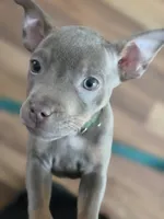 Isabelle, a female French Bulldog and Miniature Pinscher for sale in Glastonbury, CT – 4 of 4