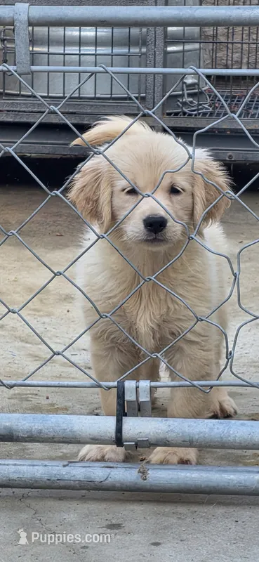 Golden retriever  – Golden Retriever puppy for sale in Kingsburg, CA