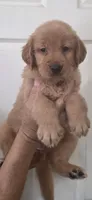 Golden Retriever akc, a female Golden Retriever for sale in Kingsburg, CA – 3 of 3