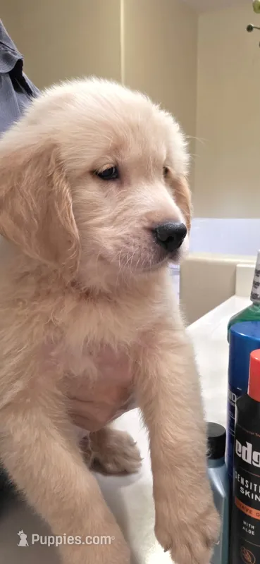 Golden retriever – Golden Retriever puppy for sale in Kingsburg, CA