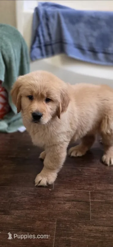 Golden retriever  – Golden Retriever puppy for sale in Kingsburg, CA