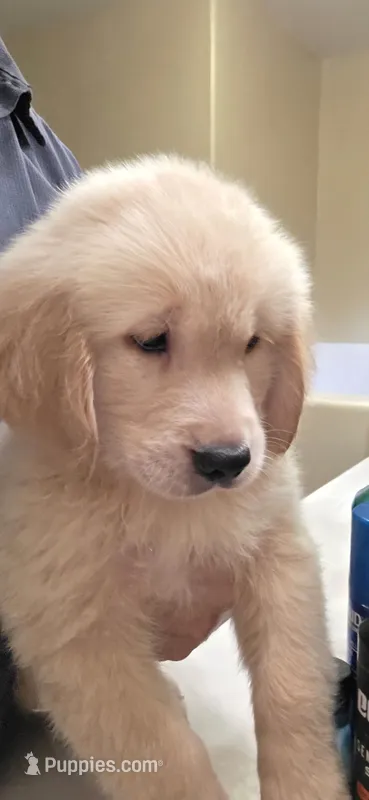 Golden retriever – Golden Retriever puppy for sale in Kingsburg, CA