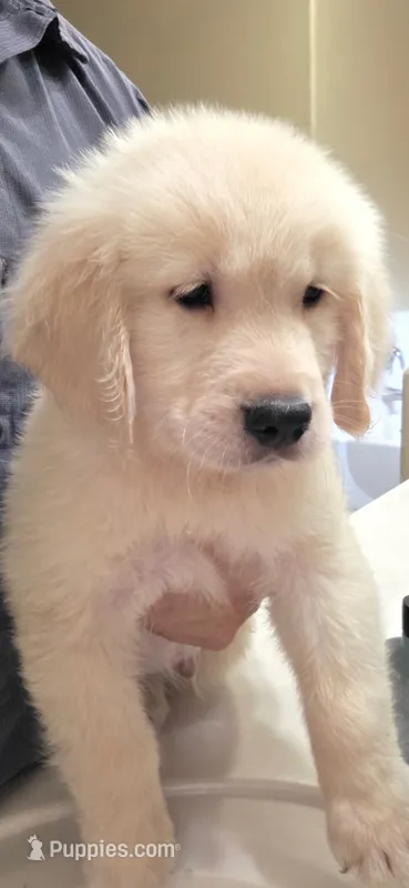 Golden retriever  – Golden Retriever puppy for sale in Kingsburg, CA
