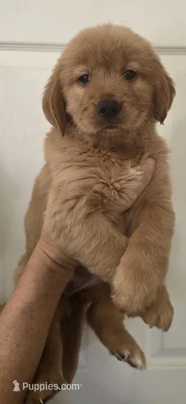 Golden Retriever akc limited – Golden Retriever puppy for sale in Kingsburg, CA