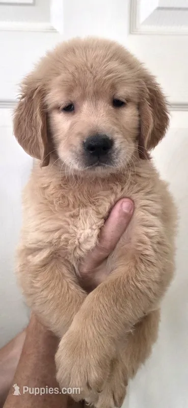 Golden retriever  – Golden Retriever puppy for sale in Kingsburg, CA