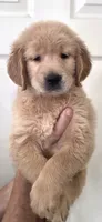 Golden retriever , a male Golden Retriever for sale in Kingsburg, CA – 1 of 1