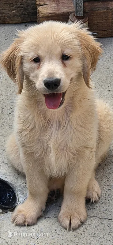 Golden retriever  – Golden Retriever puppy for sale in Kingsburg, CA
