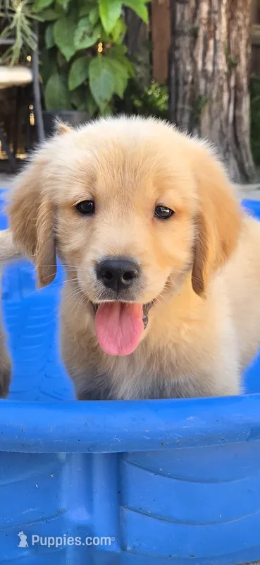 Golden retriever  – Golden Retriever puppy for sale in Kingsburg, CA