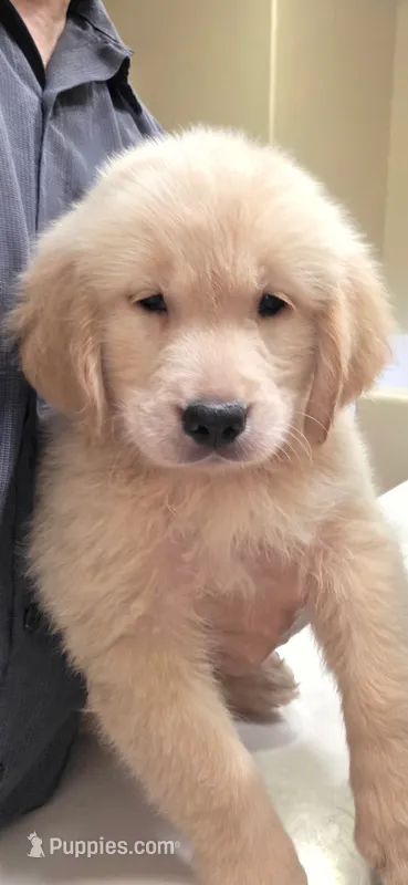 Golden retriever  – Golden Retriever puppy for sale in Kingsburg, CA
