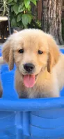 Golden retriever , a male Golden Retriever for sale in Kingsburg, CA – 2 of 2