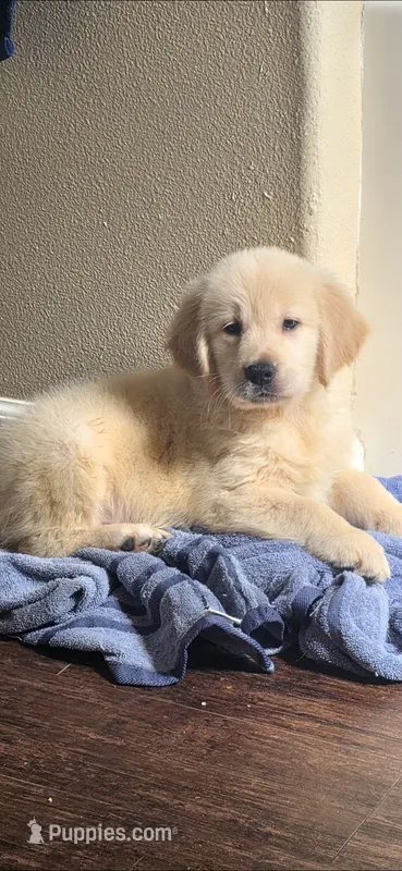 Golden retriever  – Golden Retriever puppy for sale in Kingsburg, CA