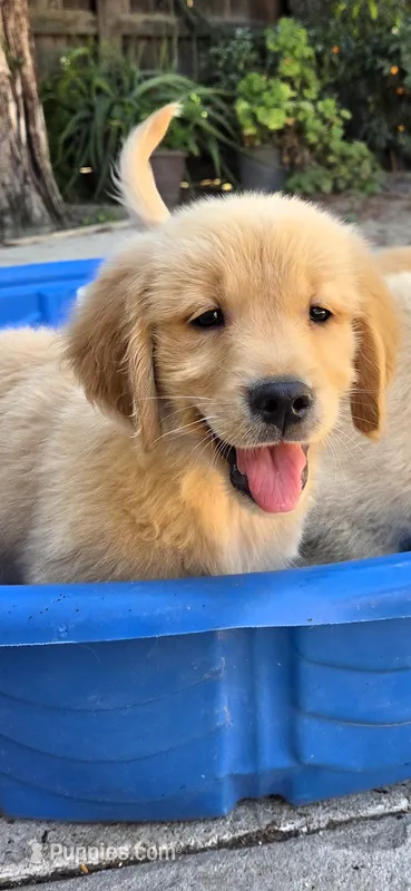 Golden retriever  – Golden Retriever puppy for sale in Kingsburg, CA