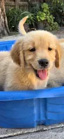 Golden retriever , a male Golden Retriever for sale in Kingsburg, CA – 1 of 2