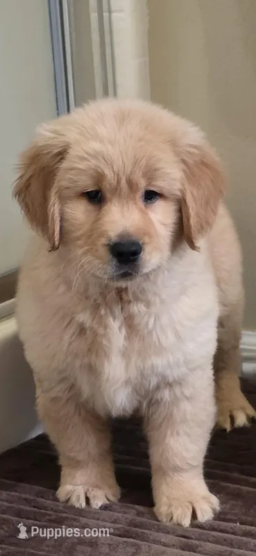 Golden retriever  – Golden Retriever puppy for sale in Kingsburg, CA