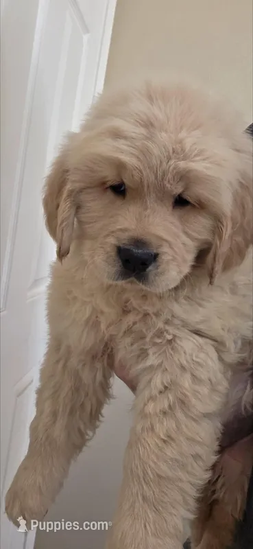 Golden retriever – Golden Retriever puppy for sale in Kingsburg, CA