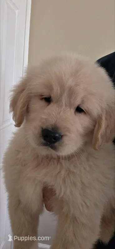 Golden retriever  – Golden Retriever puppy for sale in Kingsburg, CA