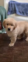 Golden retriever , a female Golden Retriever for sale in Kingsburg, CA – Photo 2 of 3