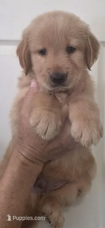 Golden retriever Akc limited – Golden Retriever puppy for sale in Kingsburg, CA