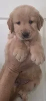 Golden retriever Akc limited, a male Golden Retriever for sale in Kingsburg, CA – 1 of 2